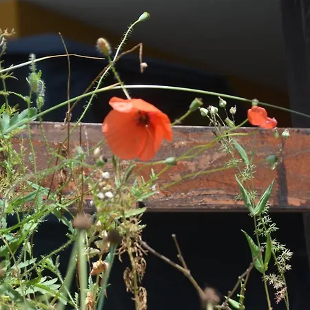 Zum Lendwirt Πανσιόν 3*